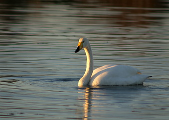 Image showing Whooper swan