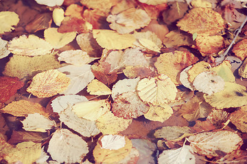 Image showing autumn leaves in water