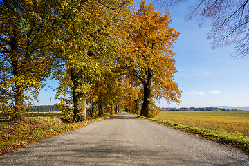 Image showing rural Road in the autumn with yellow trees