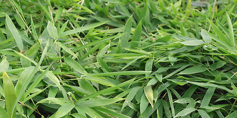 Image showing Bamboo - panorama