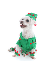 Image showing Pet dog wearing an elf or jester costume