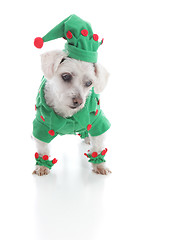 Image showing Small elf or jester puppy dog looking down at something