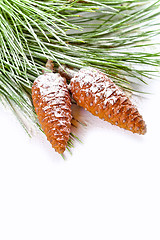 Image showing fir tree branch with pinecones