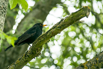 Image showing Blackbird in a tree