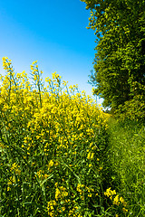 Image showing Rapeseed field