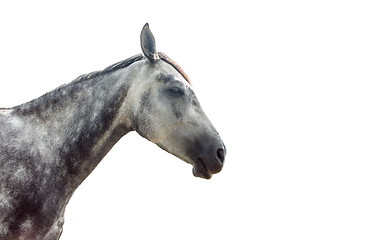 Image showing Grey horse isolated