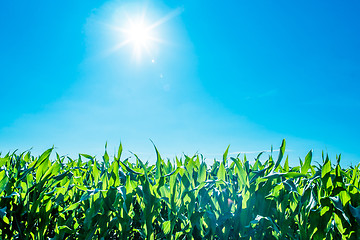 Image showing Sunshine over cornfield