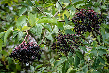 Image showing Elderberry plant