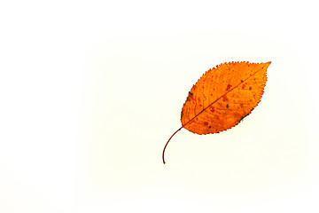 Image showing Autumn leaf