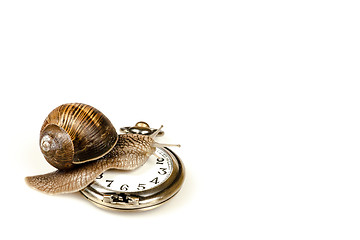 Image showing Escargot beating time