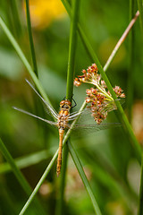 Image showing Yellow damselfly