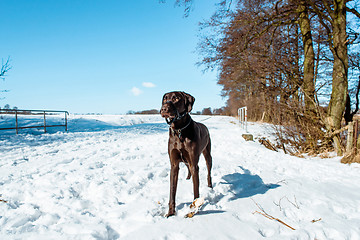 Image showing Winter dog