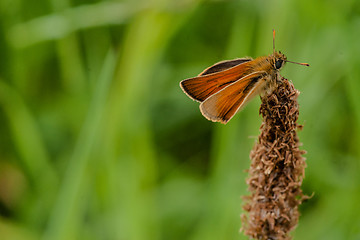 Image showing Venata moth