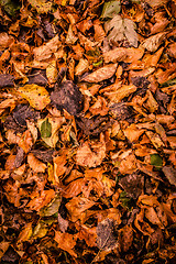 Image showing Autumn leafs