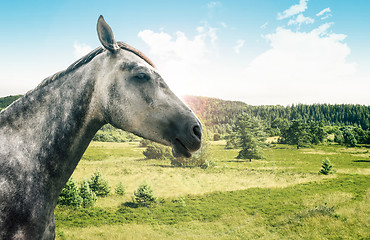 Image showing Grey horse isolated