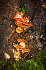 Image showing Fairytale mushrooms