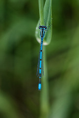 Image showing Blue damselfly