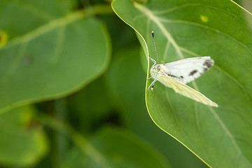 Image showing White butterfly