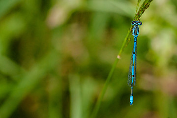 Image showing Blue damselfly