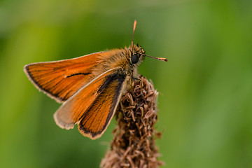 Image showing Venata moth