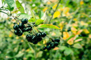 Image showing Aronia Melanocarpa in nature