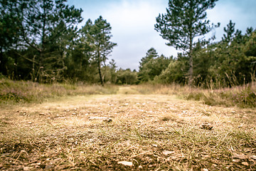 Image showing Road in nature