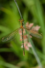 Image showing Green damselfly