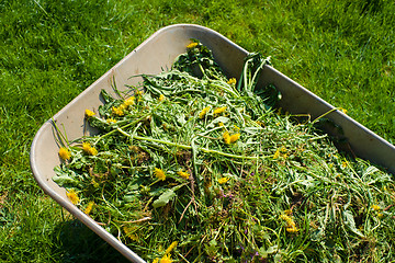 Image showing Wheelbarrow on lawn