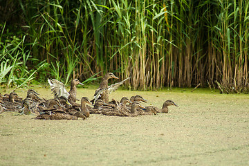 Image showing Lake with ducks