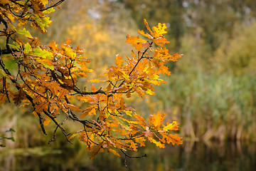 Image showing Autumn maple