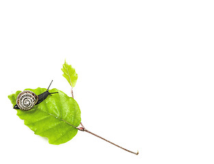 Image showing Snail on leaf