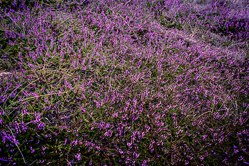 Image showing Purple heather