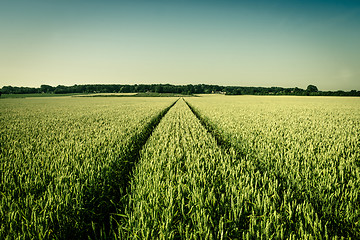 Image showing Agriculture field