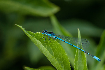 Image showing Blue damselfly