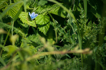 Image showing Blue butterfly on a leaf