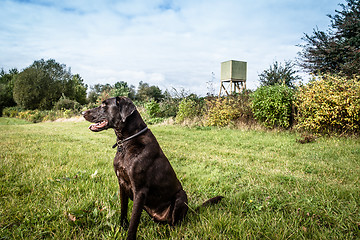 Image showing Dog lookout