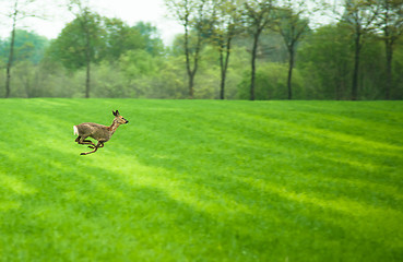 Image showing Running deer