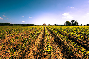 Image showing Countryside field crops