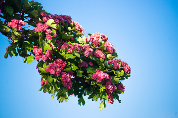 Image showing Branch with pink flowers 