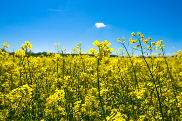 Image showing Rapeseed field