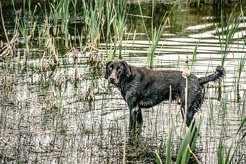 Image showing Wet dog