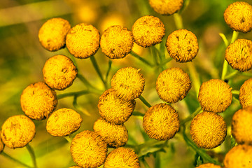 Image showing Yellow flowers