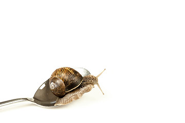 Image showing Escargot on a spoon