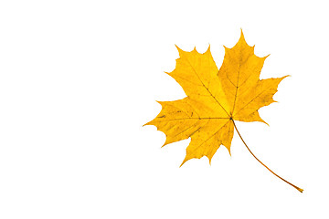 Image showing Autumn leaf