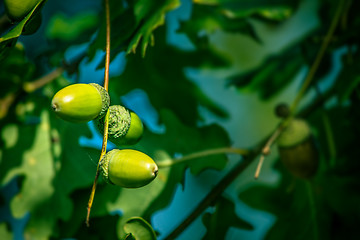 Image showing Acorn ripe