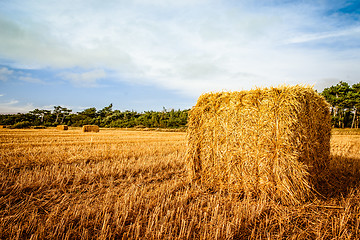 Image showing Harvested straw bale