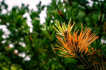 Image showing Autumn pine