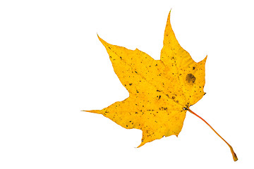 Image showing Autumn leaf