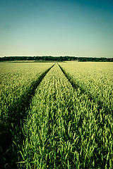 Image showing Agriculture field