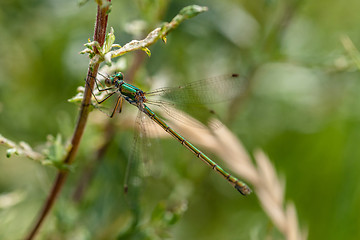 Image showing Green damselfly